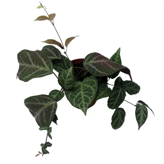 Bignonia Argyro Violacea - Crossvine - 4'' pot {3}
