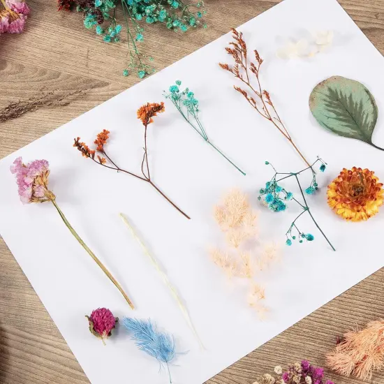 200 Pcs Natural Dried Pressed Flowers and Leaves Resin {5}
