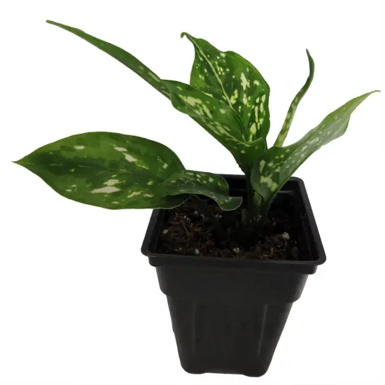Variegated Snowflake Chinese Evergreen Plant - Aglaonema - Low Light - 2.5" Pot {5}