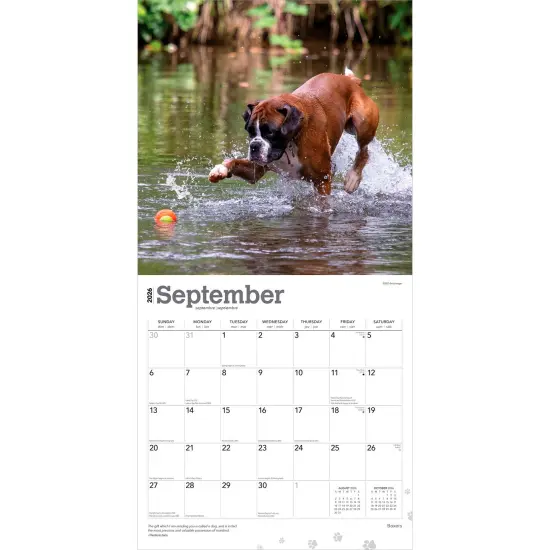 Boxers International Edition | 2026 12 x 24 Inch (Hanging) Monthly Square Wall Calendar | Plastic-Free {4}