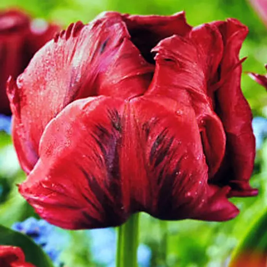 Red Madonna Parrot Tulip 7 Bulbs - EXOTIC - 12/+ cm Bulbs {3}
