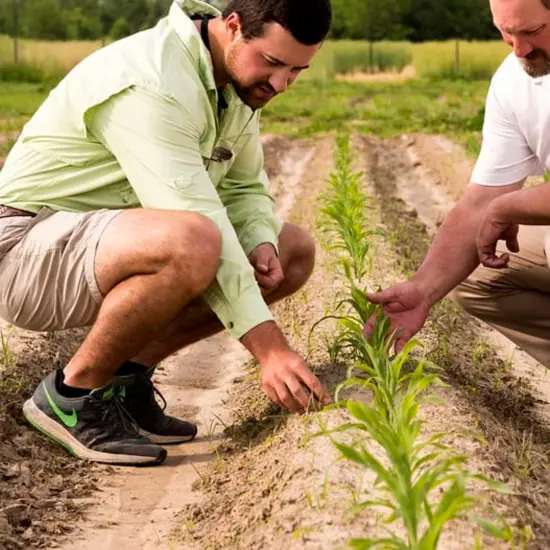 Lehman's Heirloom Garden Seed Vault Kit, Premium with 30 Varieties of Vegetable Herb and Fruit Seeds and Sowing Growing Guide, 20K+ Seeds {6}