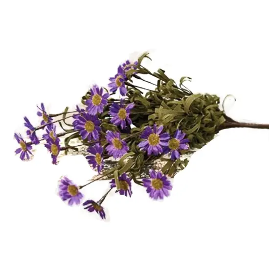 Mini Mountain Daisy Bush Purple {1}