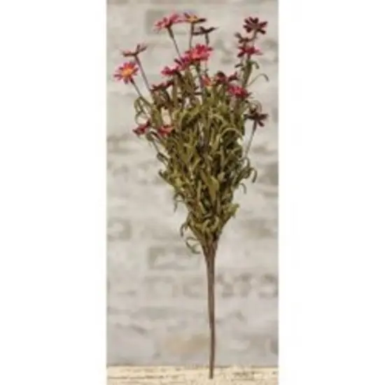 Mini Mountain Daisy Bush Burgundy {2}