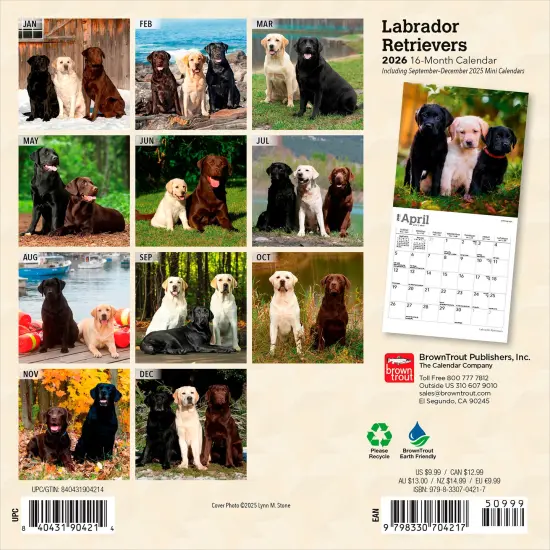 Labrador Retrievers | 2026 7 x 14 Inch (Hanging) Monthly Mini Wall Calendar {2}