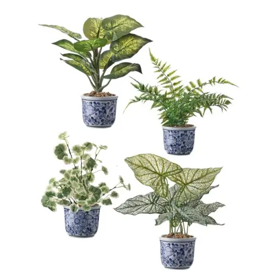 HOUSE PLANT IN MING POT 10-12" 4AS {1}