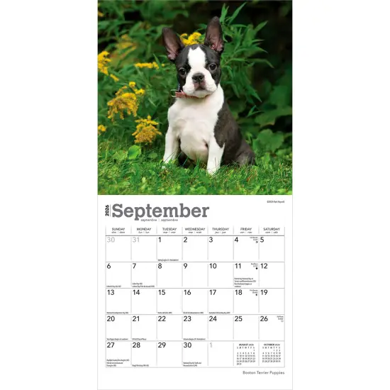 Boston Terrier Puppies | 2026 7 x 14 Inch (Hanging) Monthly Mini Wall Calendar {4}