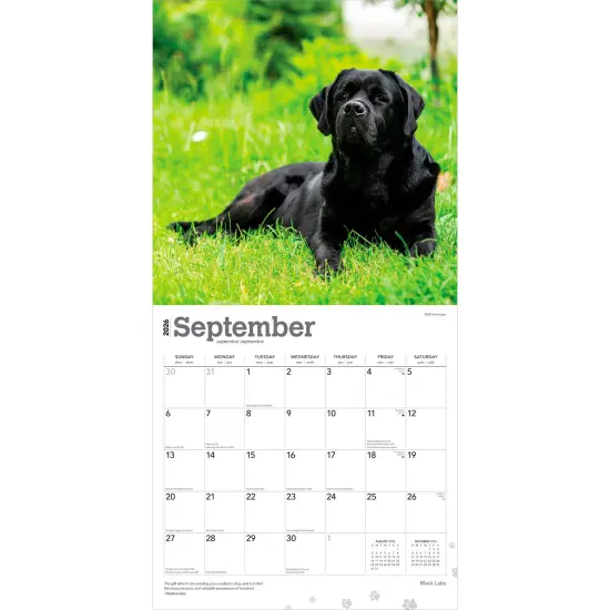 Black Labrador Retrievers | 2026 12 x 24 Inch (Hanging) Monthly Square Wall Calendar | Plastic-Free {4}