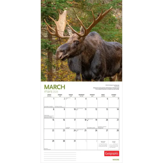 Canadian Geographic Moose OFFICIAL | 2026 12 x 24 Inch (Hanging) Monthly Square Wall Calendar {3}