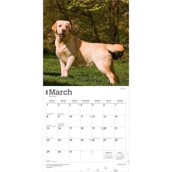 Yellow Labrador Retrievers | 2026 12 x 24 Inch (Hanging) Monthly Square Wall Calendar | Plastic-Free {3}