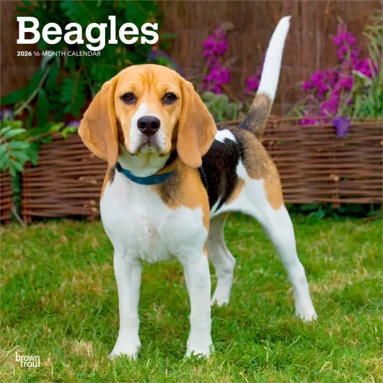 Beagles | 2026 12 x 24 Inch (Hanging) Monthly Square Wall Calendar | Plastic-Free {1}