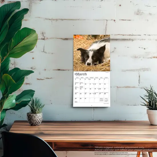 Border Collies | 2026 7 x 14 Inch (Hanging) Monthly Mini Wall Calendar {5}