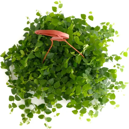 Ficus Repens Creeping Fig, Live Indoor Plant, Low Maintenance Trailing Houseplant, Ideal for Home Decor, Office, and Room Enhancement, 6 Inch Nursery Pot {3}