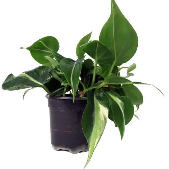 Rare Exotic Silver Stripe Philodendron 4" Pot - Low Light - Easy {1}