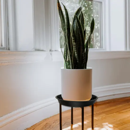 4 Pack Heavy Duty Large Plant {2}