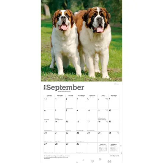 Saint Bernards | 2026 12 x 24 Inch (Hanging) Monthly Square Wall Calendar | Plastic-Free {4}