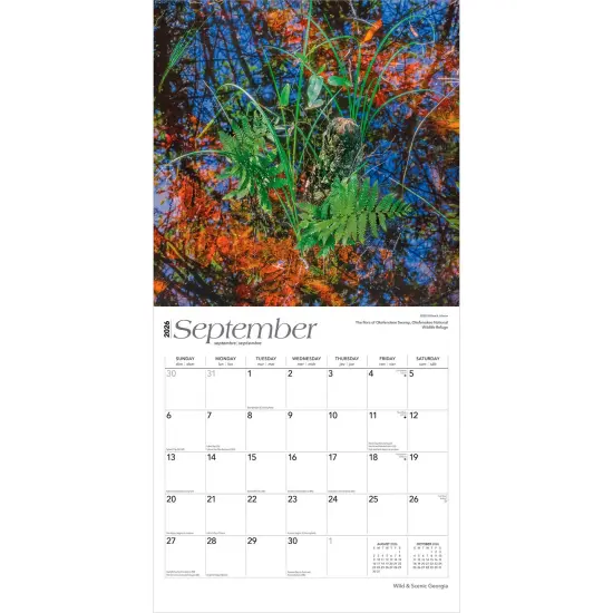 Georgia Wild & Scenic | 2026 12 x 24 Inch (Hanging) Monthly Square Wall Calendar | Plastic-Free {4}