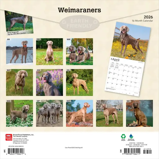 Weimaraners | 2026 12 x 24 Inch (Hanging) Monthly Square Wall Calendar | Plastic-Free {2}