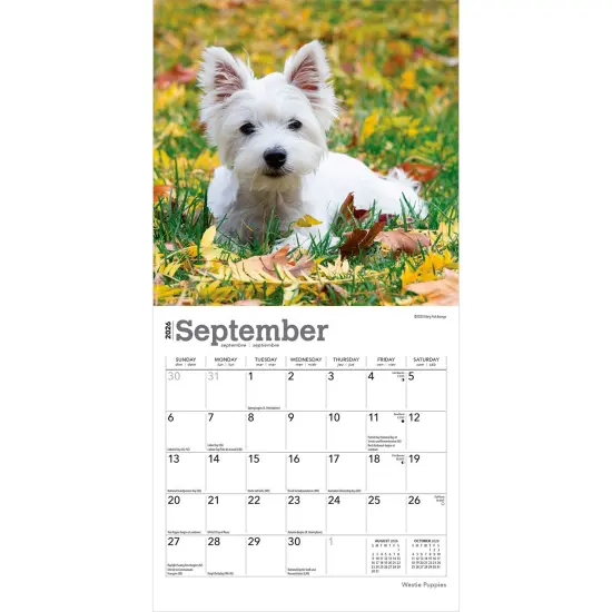 West Highland White Terrier Puppies | 2026 7 x 14 Inch (Hanging) Monthly Mini Wall Calendar {4}