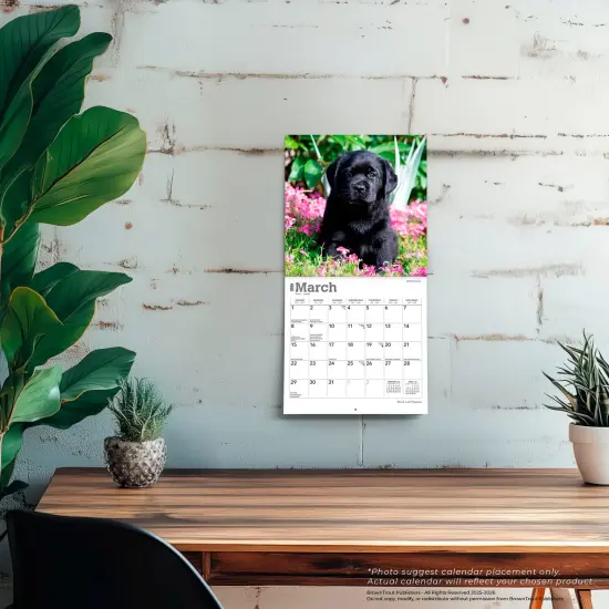 Black Labrador Retriever Puppies | 2026 7 x 14 Inch (Hanging) Monthly Mini Wall Calendar {5}