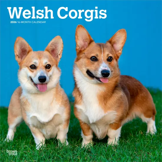 Welsh Corgis | 2026 12 x 24 Inch (Hanging) Monthly Square Wall Calendar | Plastic-Free {1}