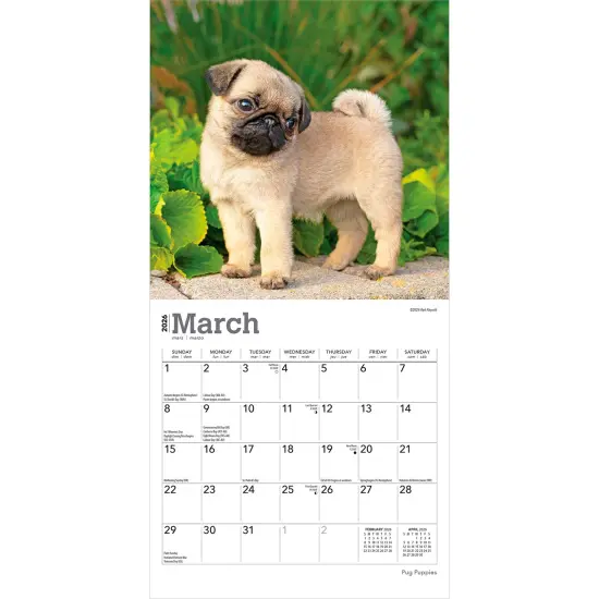 Pug Puppies | 2026 7 x 14 Inch (Hanging) Monthly Mini Wall Calendar {3}