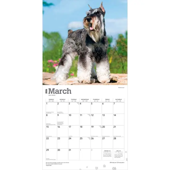 Miniature Schnauzers | 2026 12 x 24 Inch (Hanging) Monthly Square Wall Calendar | Plastic-Free {3}