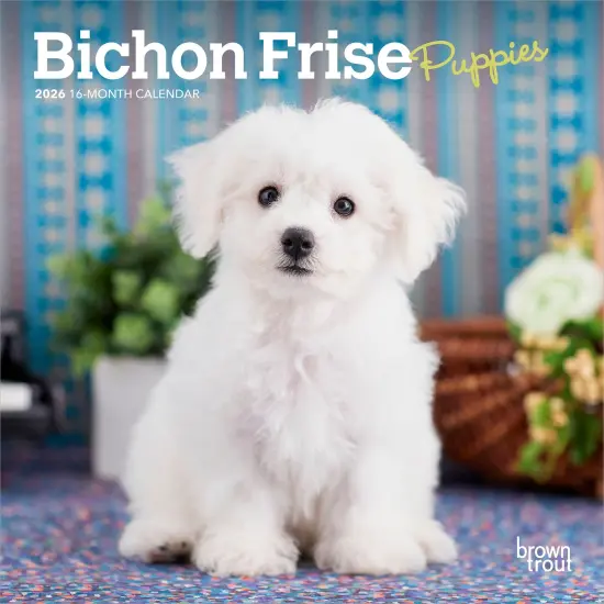 Bichon Frise Puppies | 2026 7 x 14 Inch (Hanging) Monthly Mini Wall Calendar {1}