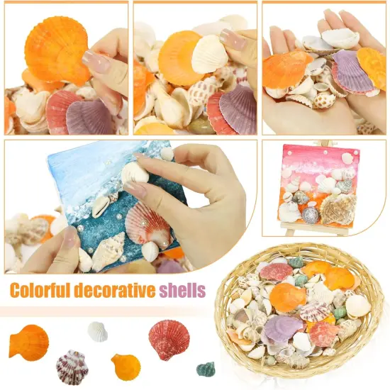 100+ Pcs Beach Seashells {2}