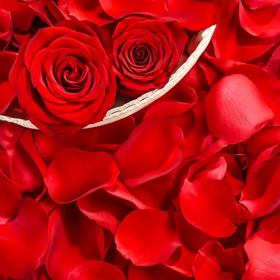 230 PCS Red Dired Rose Petals 2.1oz/60g Natural Real Rose Flower Petals for Wedding {5}