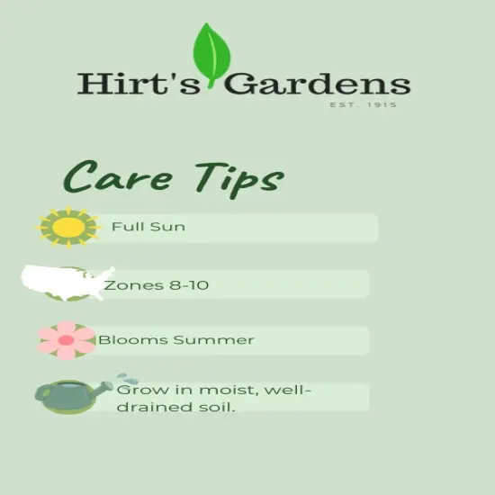 Pretty in Pink Mix Large Flowering Gladiolus - 10 Bulbs 12/14cm {3}