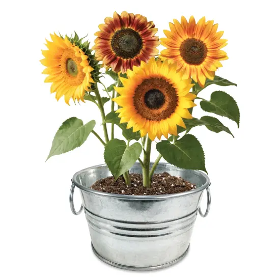 Collections Etc Grow Your Own Sunflower Plant Kit with Metal Pot {4}