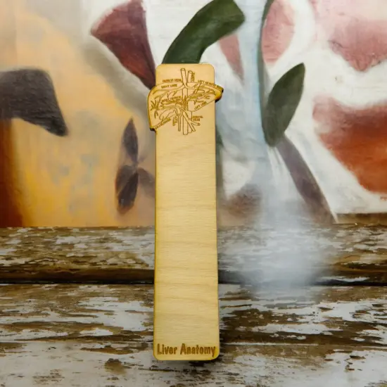 Bookmark - Liver Anatomy - Birch wood {3}