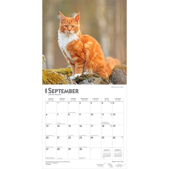 Maine Coon Cats | 2026 12 x 24 Inch (Hanging) Monthly Square Wall Calendar | Plastic-Free {4}