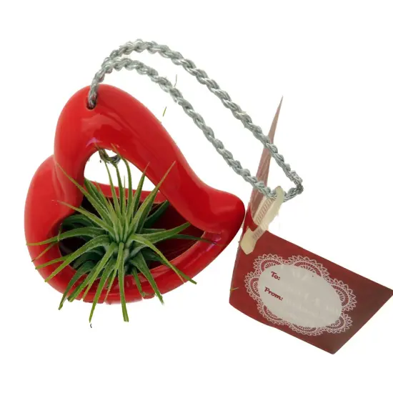 Hanging Red Heart Valentine Ceramic Pot with Live Air Plant - Tillandsia {3}