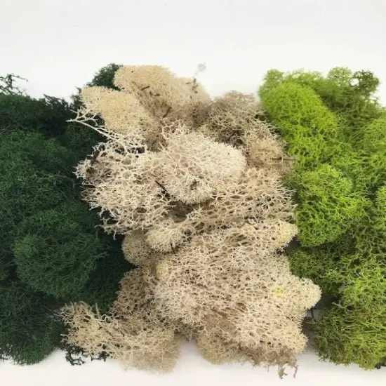 MOSS - Preserved Reindeer MOSS - Dark Green Natural Spring MIX {3}