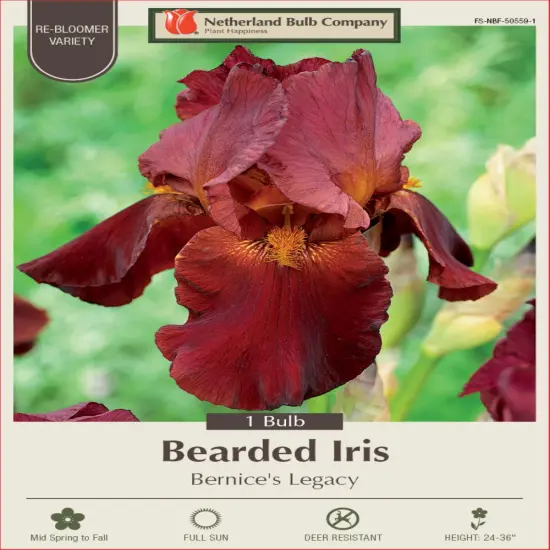 Bernice's Legacy Bearded Iris - REBLOOMER - #1 Size Root {1}