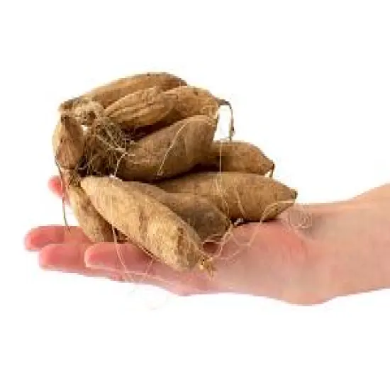 Bacardi - Decorative Flower - #1 Size Root Clump {4}