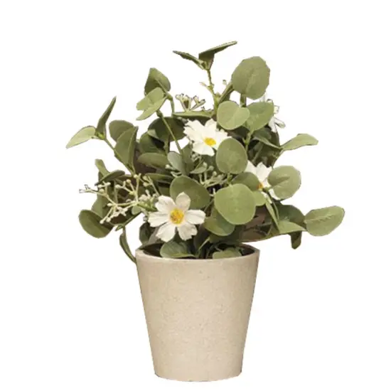 Springsong In Pot 11" {1}