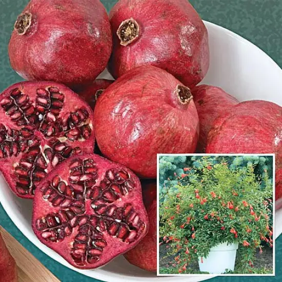 Dwarf Pomegranate Plant- Punica - Bonsai/Houseplant/Outdoors - Edible - 2.5" Pot {5}