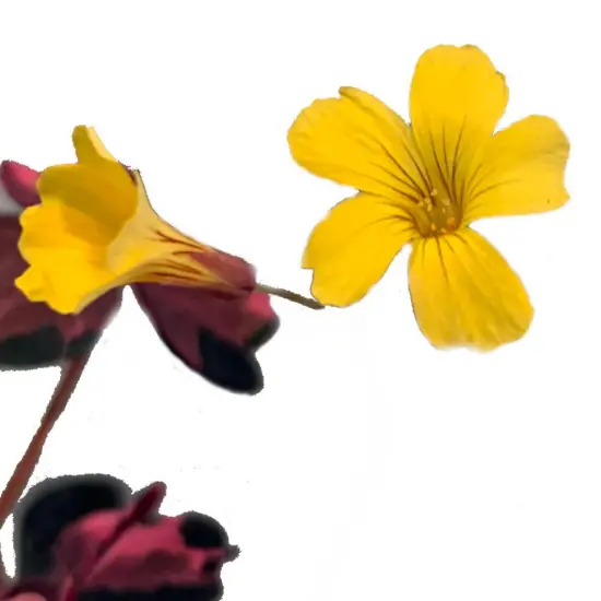 Plum Crazy Shamrock - Oxalis - 2.5" Pot - Fairy Garden Plant/House Plant/Edible {4}