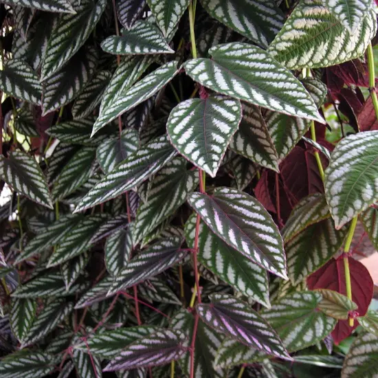 Rex Begonia Vine - Cissus Discolor - Great House Plant - 6" Pot {3}