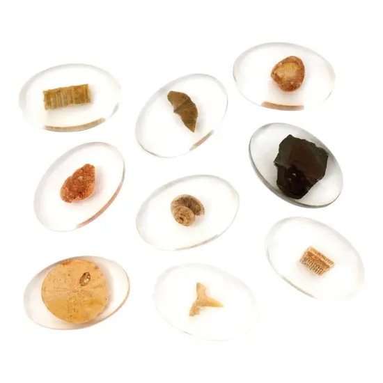 Kaplan Early Learning Company Specimen Stones: Fossils - 9 Stones {7}