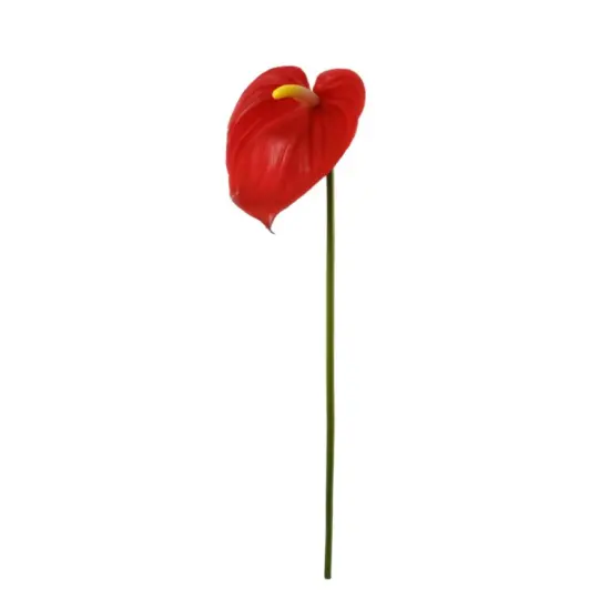 29" Anthurium - 4 PACK {3}