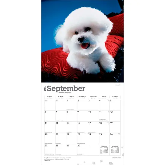 Bichon Frise | 2026 12 x 24 Inch (Hanging) Monthly Square Wall Calendar | Plastic-Free {4}