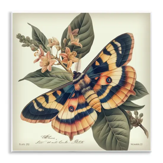 Stupell Industries Detailed Moth & Lilies Wall Plaque Art Design by Steve Huntziker {1}