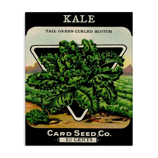 Stupell Industries Vintage Gardening Kale Canvas By Lil' Rue {1}