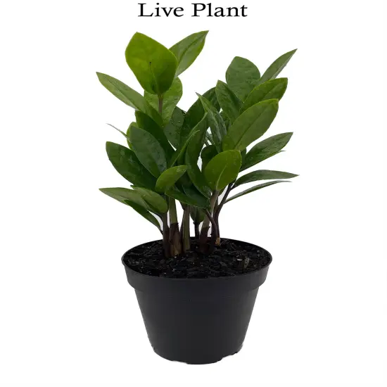 Rare ZZ Plant - Zamioculcas zamiifolia - 4" Pot - Best House Plant in the World {1}