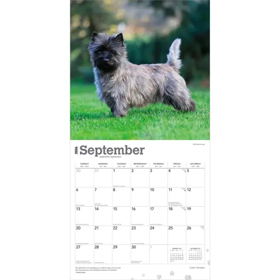 Cairn Terriers | 2026 12 x 24 Inch (Hanging) Monthly Square Wall Calendar | Plastic-Free {4}