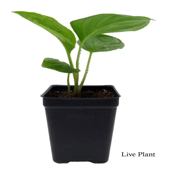 Rare Black Bat Plant -Tacca chanterii - Exotic Houseplant - 2.5" Pot {2}